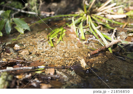 箱根　千条ノ滝に向かう道端の湧き水 21856850