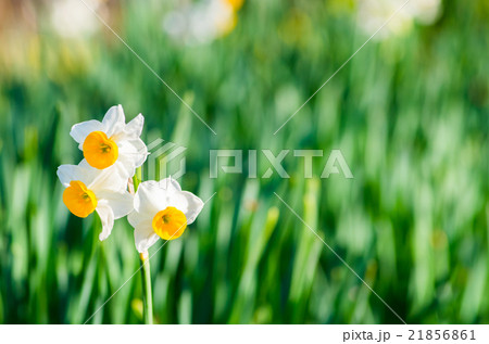 長居植物園の水仙（大阪の風景） 21856861