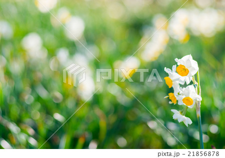 長居植物園の水仙（大阪の風景） 21856878