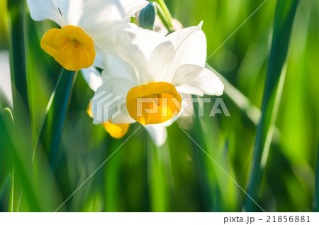長居植物園の水仙（大阪の風景） 21856881