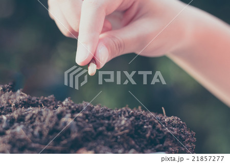 child hand seeding for planting over green child hand seeding for planting over green 21857277