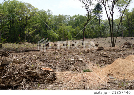 森林再生のために伐採される森 21857440