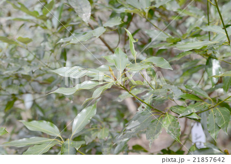 シロダモの葉 21857642