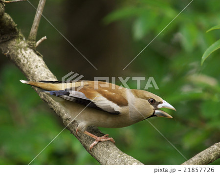 ウソ ウソ 21857726