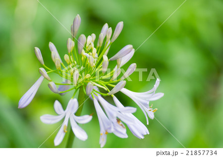 雨の日の千葉公園のアガパンサス(千葉県の風景) 雨の日の千葉公園のアガパンサス(千葉県の風景) 21857734