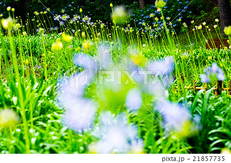 雨の日の千葉公園のアガパンサス(千葉県の風景) 雨の日の千葉公園のアガパンサス(千葉県の風景) 21857735