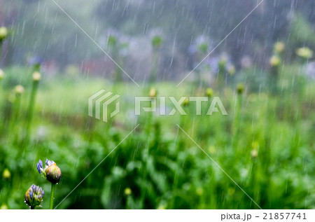 雨の日の千葉公園のアガパンサス 千葉県の風景 の写真素材