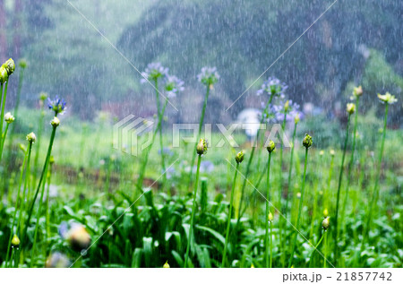 雨の日の千葉公園のアガパンサス（千葉県の風景） 21857742