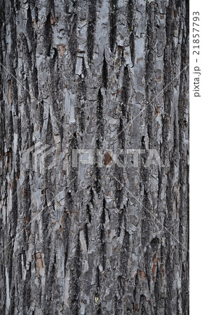 bark texture 21857793