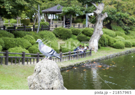 上杉神社 鯉の餌やりとハトの写真素材
