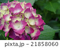 紫陽花 21858060