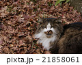 枯れ葉と猫 21858061