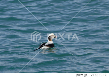 コオリガモのオス コオリガモのオス 21858085