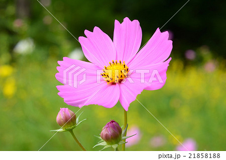 コスモス 21858188