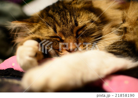 おやすみ 21858190