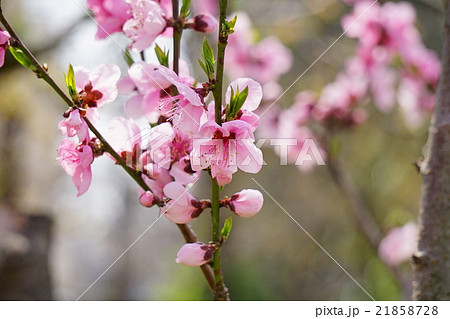 アーモンドの花 21858728