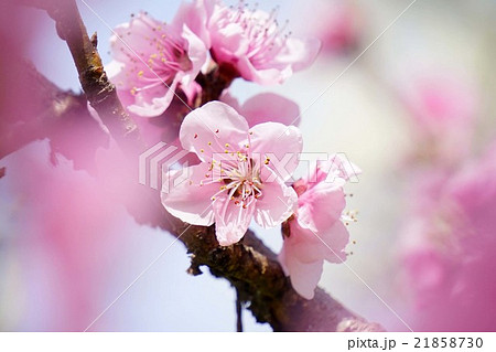 アーモンドの花 21858730