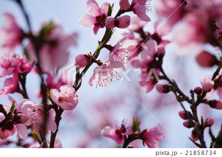 アーモンドの花 アーモンドの花 21858734