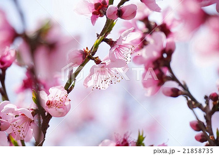 アーモンドの花 アーモンドの花 21858735