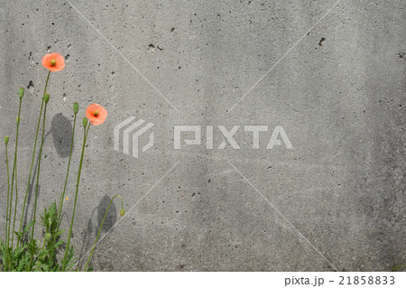 ポピーの花 コンクリートの壁 ポピーの花 コンクリートの壁 21858833