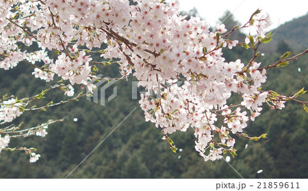 里山の桜の写真素材 [21859611] - PIXTA