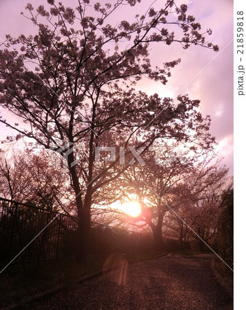 夕暮れ桜 21859818
