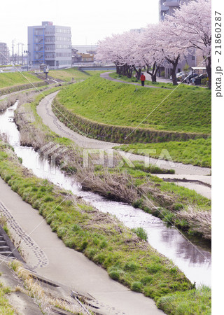 仙台市地下鉄南北線富沢駅沿線と新笊川河川敷沿いに咲く満開の桜を遊歩道から花見住宅街でも春を満喫縦画面 仙台市地下鉄南北線富沢駅沿線と新笊川河川敷沿いに咲く満開の桜を遊歩道から花見住宅街でも春を満喫縦画面 21860287
