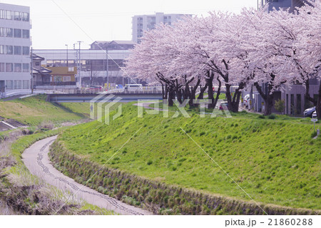 仙台市地下鉄南北線富沢駅沿線と新笊川河川敷沿いに咲く満開の桜を遊歩道から花見住宅街でも春を満喫大満足 仙台市地下鉄南北線富沢駅沿線と新笊川河川敷沿いに咲く満開の桜を遊歩道から花見住宅街でも春を満喫大満足 21860288