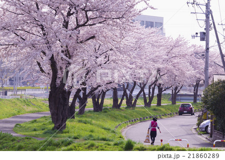 仙台市地下鉄南北線富沢駅沿線と新笊川河川敷沿いに咲く満開の桜を遊歩道から花見住宅街でも春を満喫 仙台市地下鉄南北線富沢駅沿線と新笊川河川敷沿いに咲く満開の桜を遊歩道から花見住宅街でも春を満喫 21860289