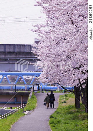 仙台市地下鉄南北線富沢駅沿線と新笊川河川敷沿いに咲く満開の桜で春を満喫するカップル仙台の穴場スポット 仙台市地下鉄南北線富沢駅沿線と新笊川河川敷沿いに咲く満開の桜で春を満喫するカップル仙台の穴場スポット 21860293