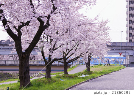 仙台市地下鉄南北線富沢駅沿線と新笊川河川敷沿いに咲く満開の桜を遊歩道から花見閑静な住宅街で春を満喫 仙台市地下鉄南北線富沢駅沿線と新笊川河川敷沿いに咲く満開の桜を遊歩道から花見閑静な住宅街で春を満喫 21860295