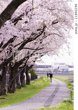 仙台市地下鉄南北線富沢駅沿線と新笊川河川敷沿いに咲く満開の桜を撮影するカメラマンフォトグラファー 仙台市地下鉄南北線富沢駅沿線と新笊川河川敷沿いに咲く満開の桜を撮影するカメラマンフォトグラファー 21860296