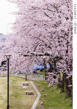仙台市地下鉄南北線富沢駅沿線の新笊川河川敷沿いに咲く満開の桜を満喫できる穴場大野田イコタ公園のベンチ 仙台市地下鉄南北線富沢駅沿線の新笊川河川敷沿いに咲く満開の桜を満喫できる穴場大野田イコタ公園のベンチ 21860353