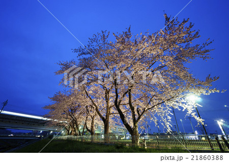 仙台市地下鉄南北線富沢駅仙沿線と新笊川河川敷沿いに咲く満開の夜桜ライトアップ仙台太白区の穴場スポット 21860388