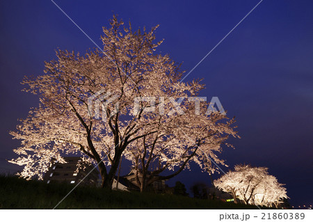 仙台市地下鉄南北線富沢駅仙沿線と新笊川河川敷沿いに咲く満開の夜桜ライトアップ仙台太白区の穴場スポット 21860389