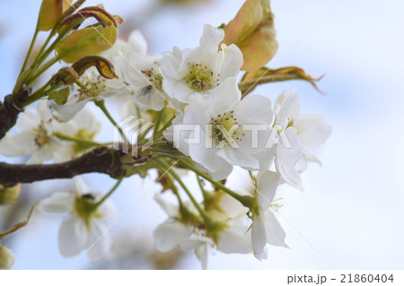 梨の花 21860404