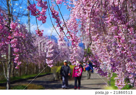日中線桜並木 21860513
