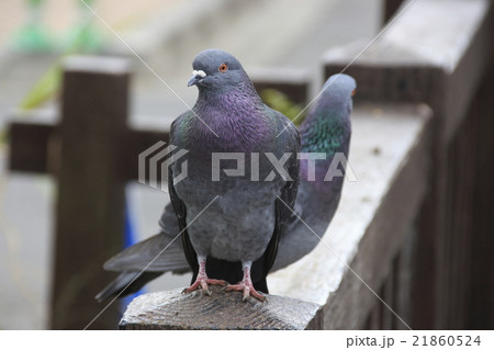 ドバト 21860524