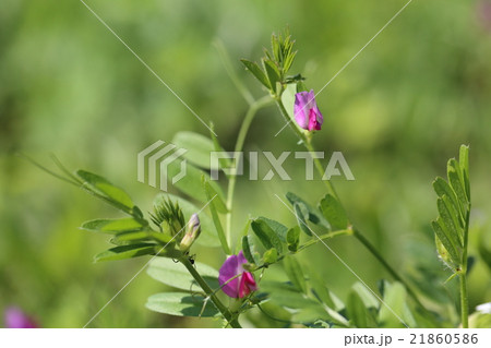 ヌスビトハギ 21860586