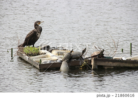 洗足池のカワウとミドリガメ 21860616