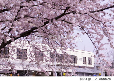 仙台市地下鉄南北線富沢駅沿線と新笊川河川敷沿いに咲く満開の桜と駅舎春爛漫 21860620
