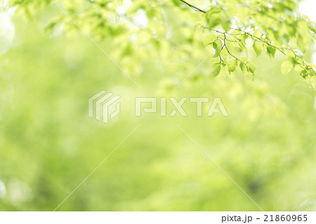 爽やかな新緑イメージ素材 21860965