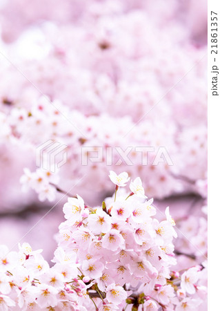 サクラ 桜 さくら 染井吉野 ソメイヨシノ そめいよしの コピースペース 文字スペース サクラ 桜 さくら 染井吉野 ソメイヨシノ そめいよしの コピースペース 文字スペース 21861357