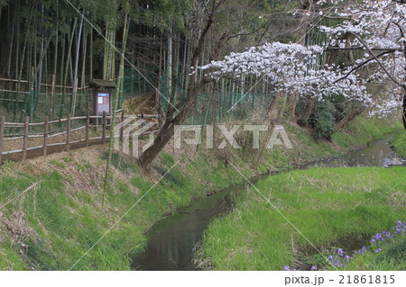 春の見沼通船堀（西縁側） 21861815