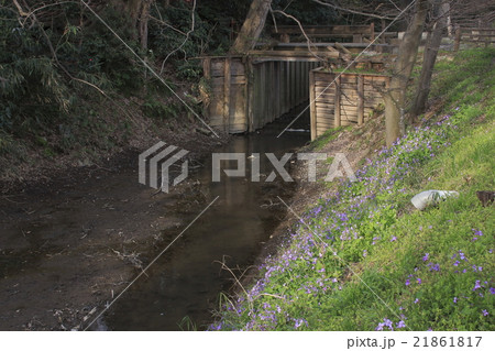 春の見沼通船堀（西縁側） 21861817