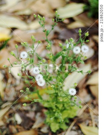 white herbal grass flowers on dried earth white herbal grass flowers on dried earth 21862050