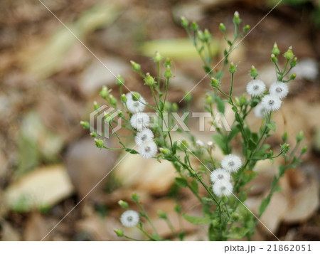 white herbal grass flowers on dried earth 21862051