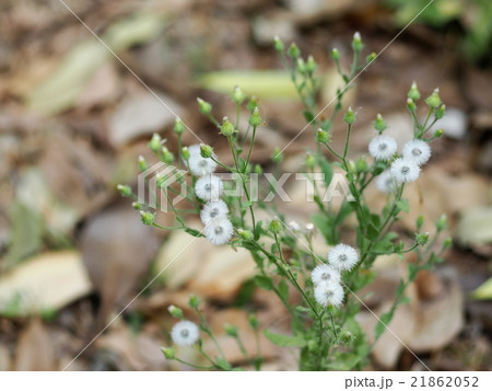 white herbal grass flowers on dried earth white herbal grass flowers on dried earth 21862052