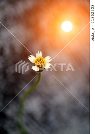 wild grass flower in sunset counterlight 21862208