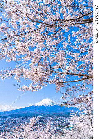 富士山と満開の桜 富士山と満開の桜 21862733